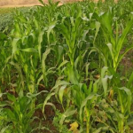 Maîs centre Beo Nere